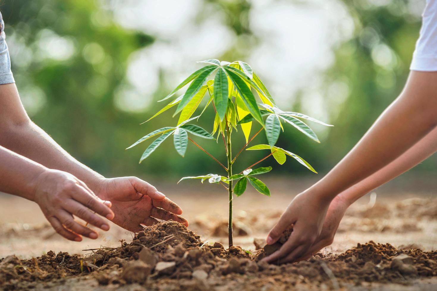 mother with children helping planting tree in nature for save earth. environment eco concept photo