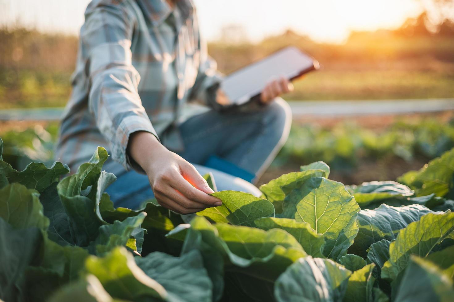 una mujer asiática usa una tableta para verificar la información sobre el cultivo de vegetales en el jardín foto