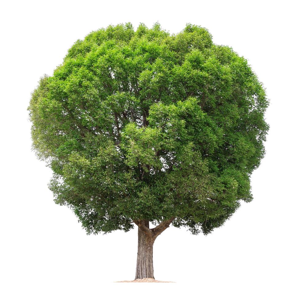 big tree isolate on white background photo