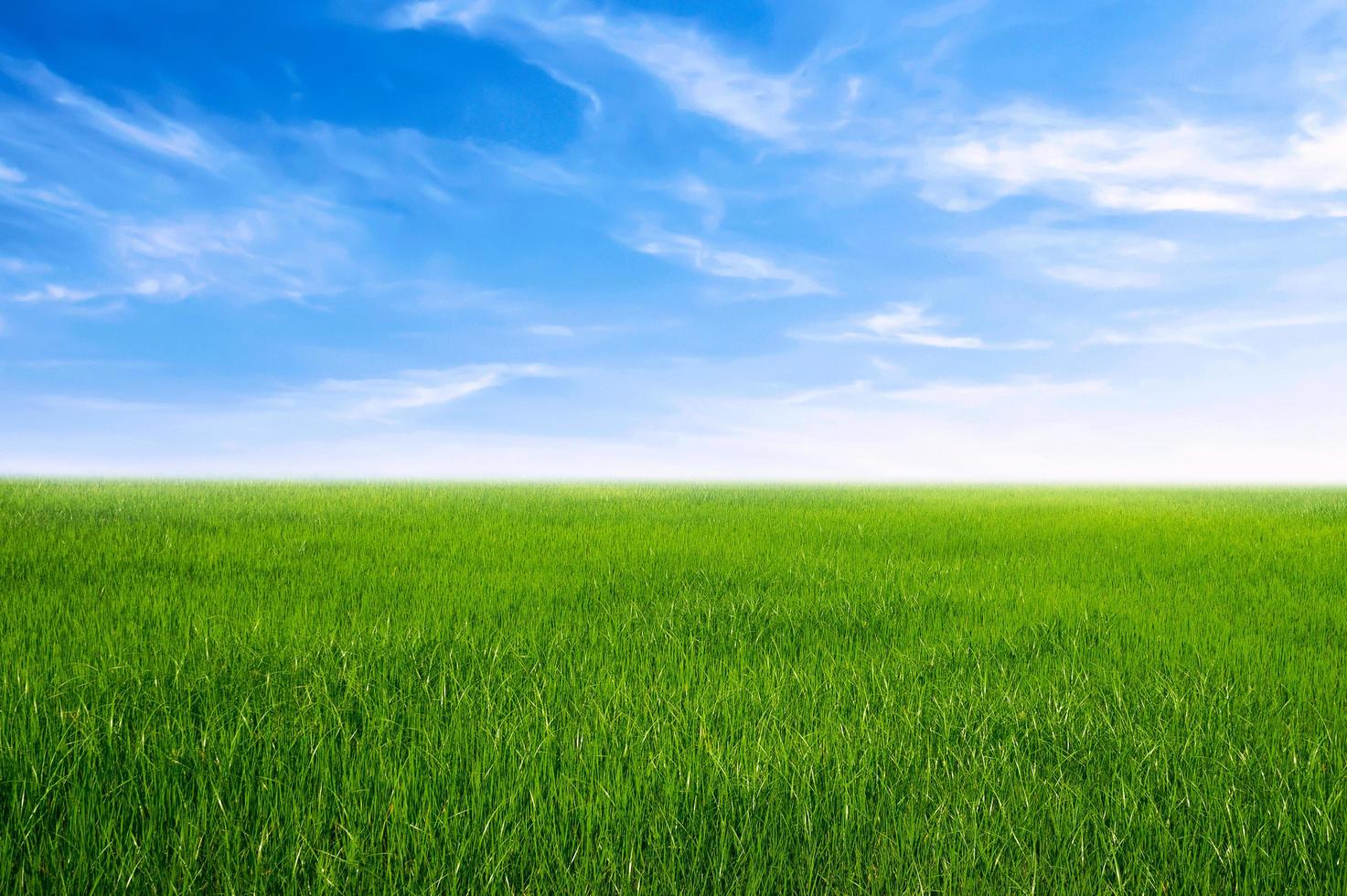 green grass field with blue sky ad white cloud. nature landscape background photo