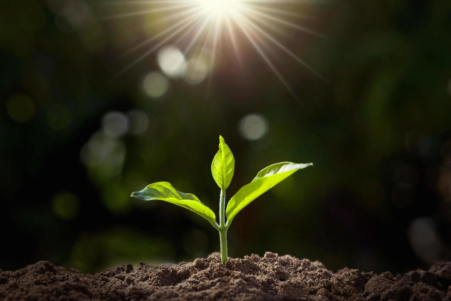 small plant growing in garden with sunlight 7449116 Stock Photo at Vecteezy