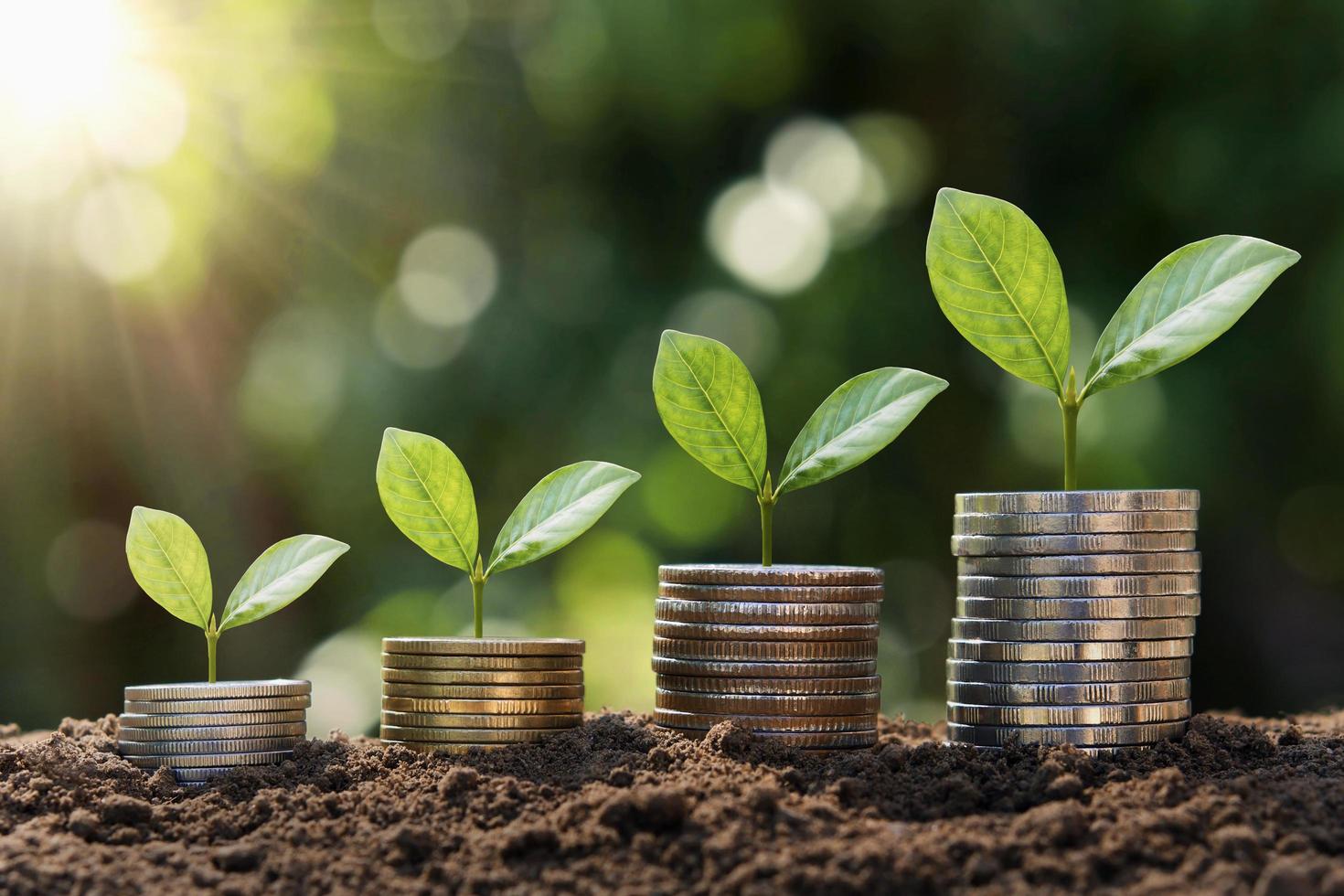 paso de crecimiento de plantas en monedas. concepto finanzas y contabilidad foto