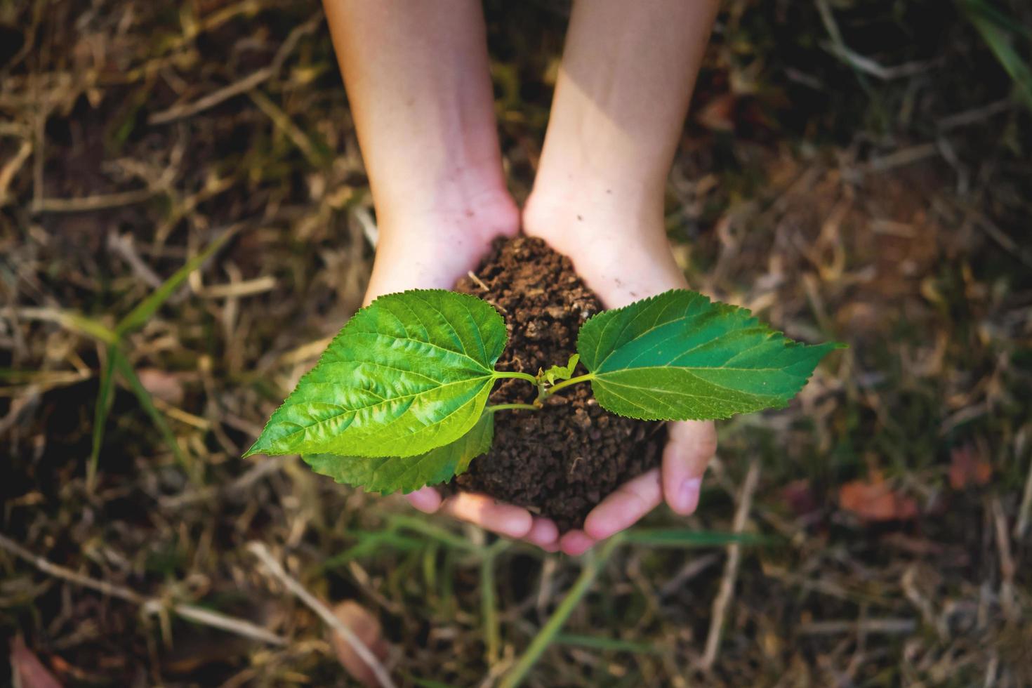 young plant growing on hand with grass background. eco concept earth day photo
