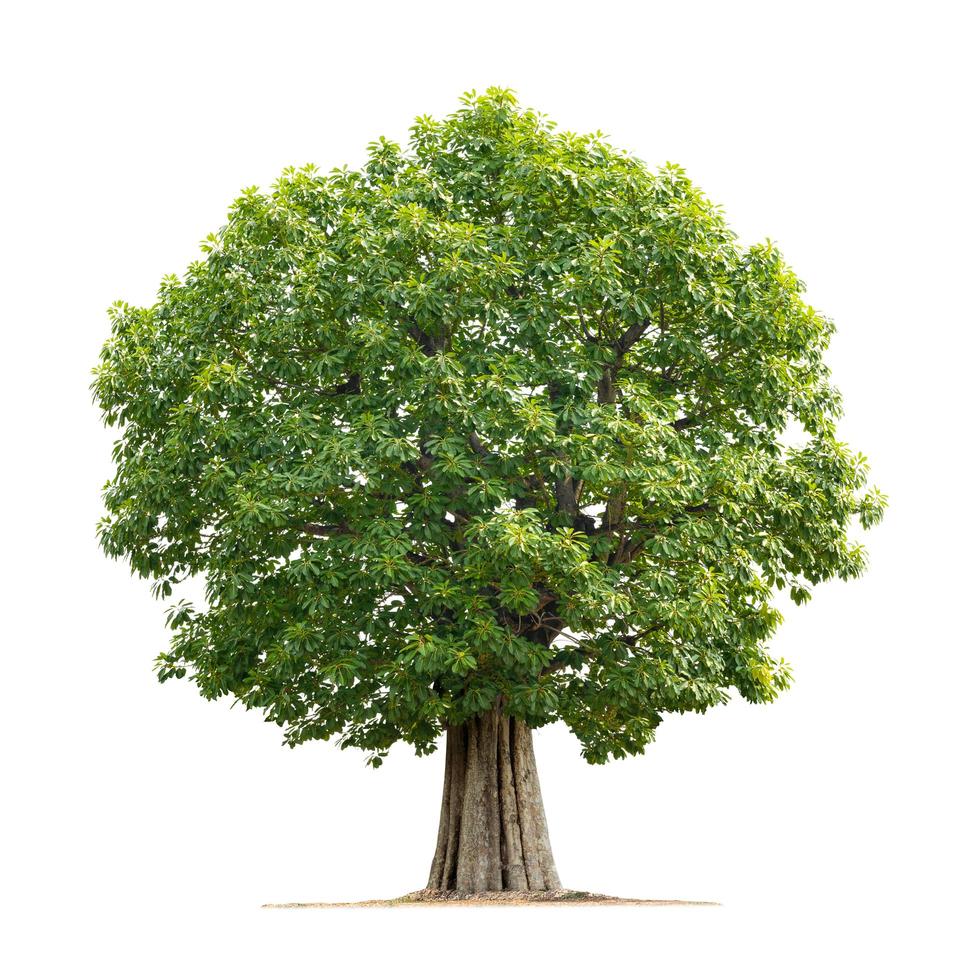 big tree isolate on white background photo