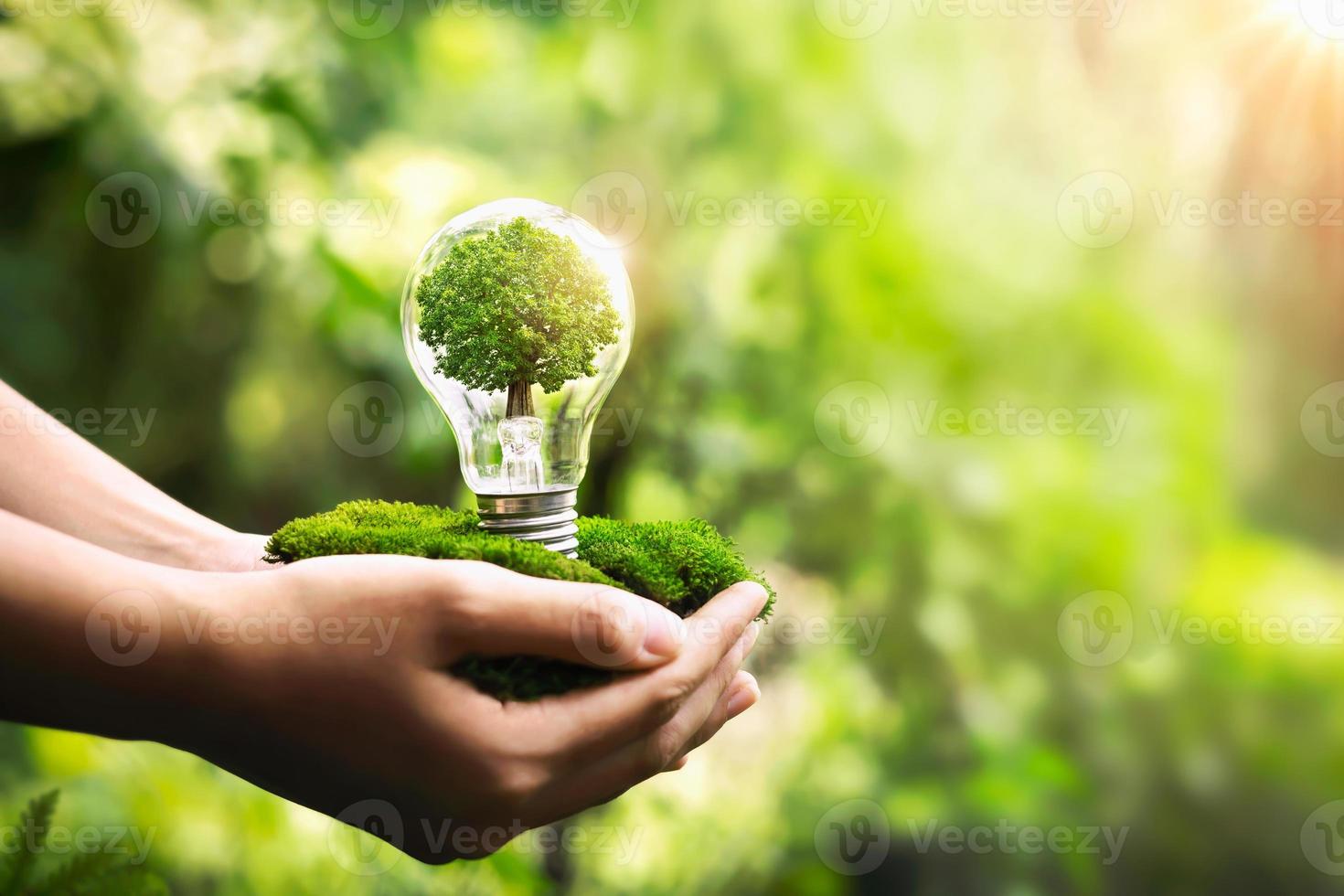hand holding light bulb with tree growing and sunshine in nature. save energy and protect environment eco concept photo