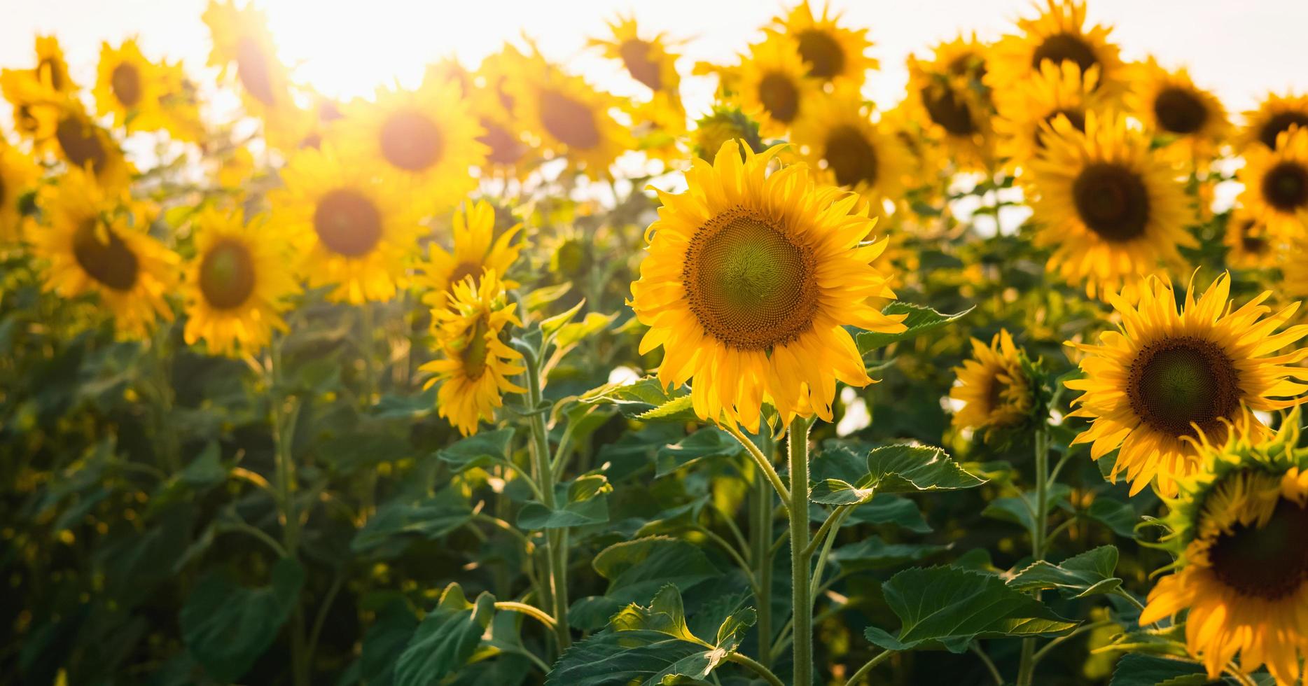 flor de sol con sol en jardines foto