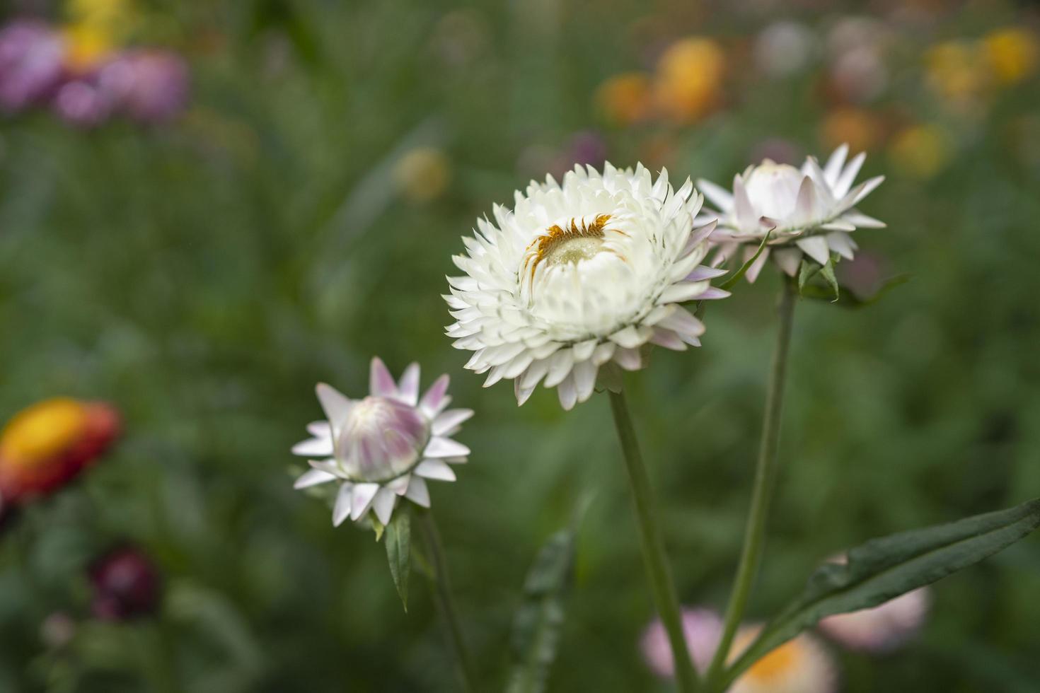 flor de paja colorida flor en auge en el jardín foto