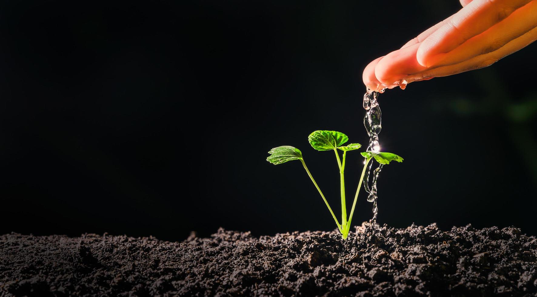 hand watering young plant in garden photo