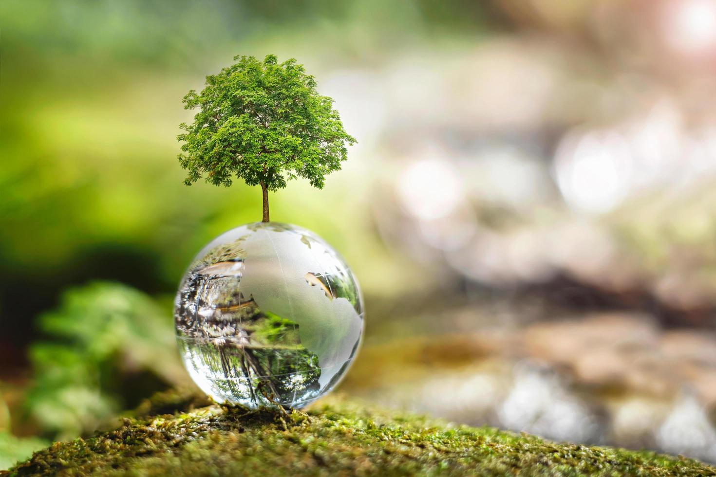 tree growth on globe glass in nature. concept eco earth day photo