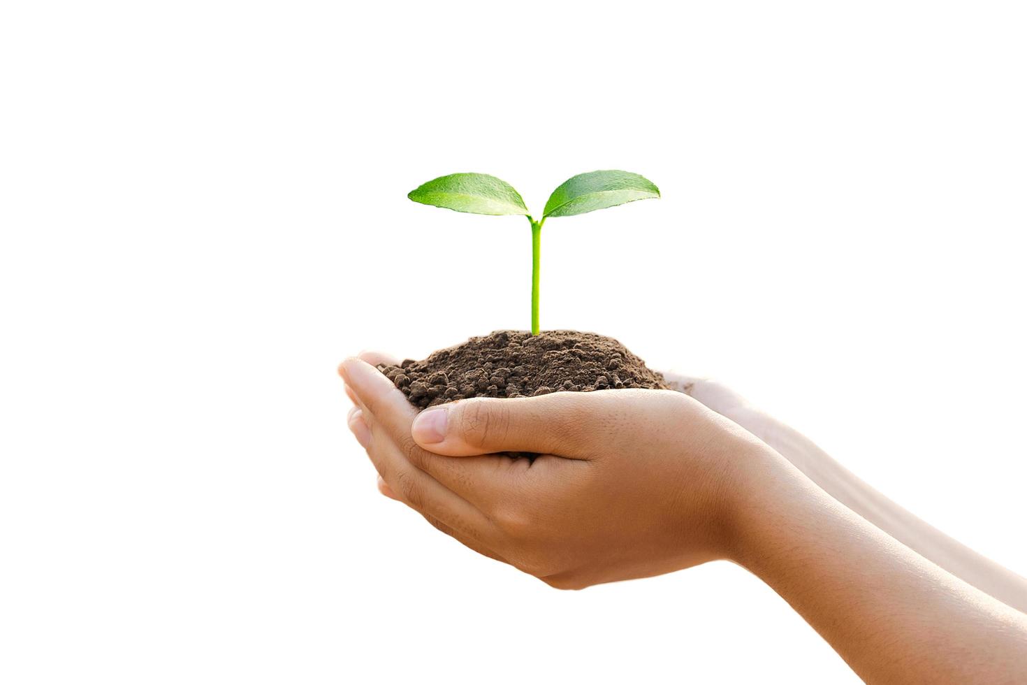 small tree growth on soil in hand isolate on white background photo