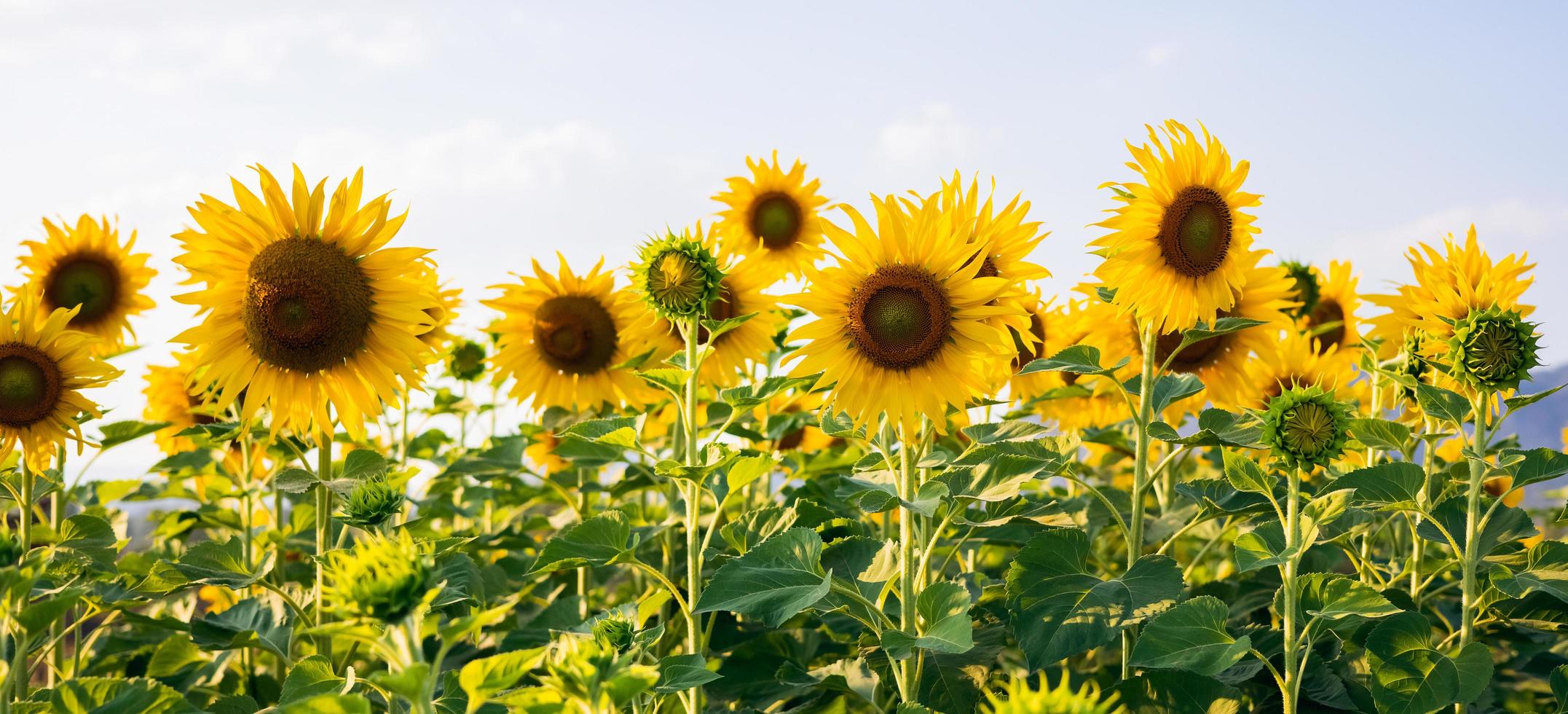 sun flower with sunshine in gardren photo