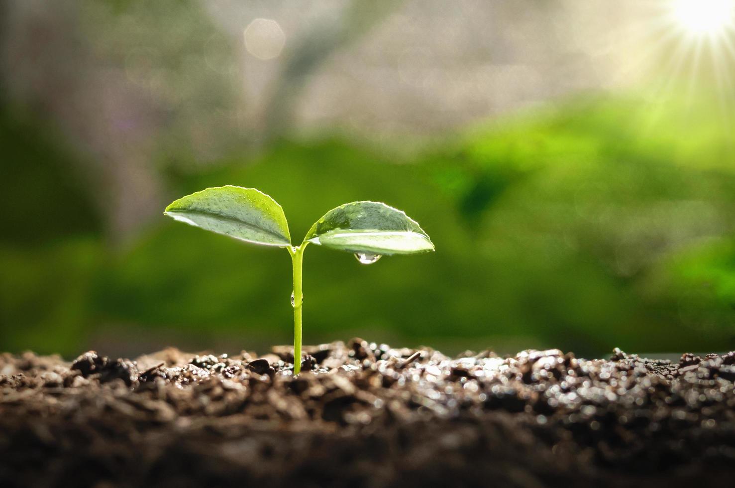 young plant growing on dirt with sunshine in nature. eco earthday concept photo