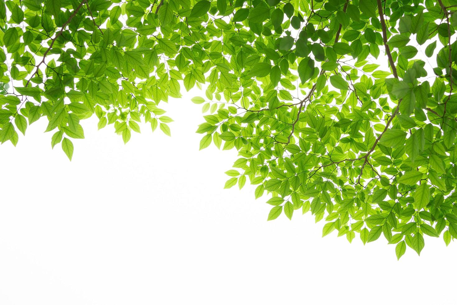 green leaf isolate on white background photo