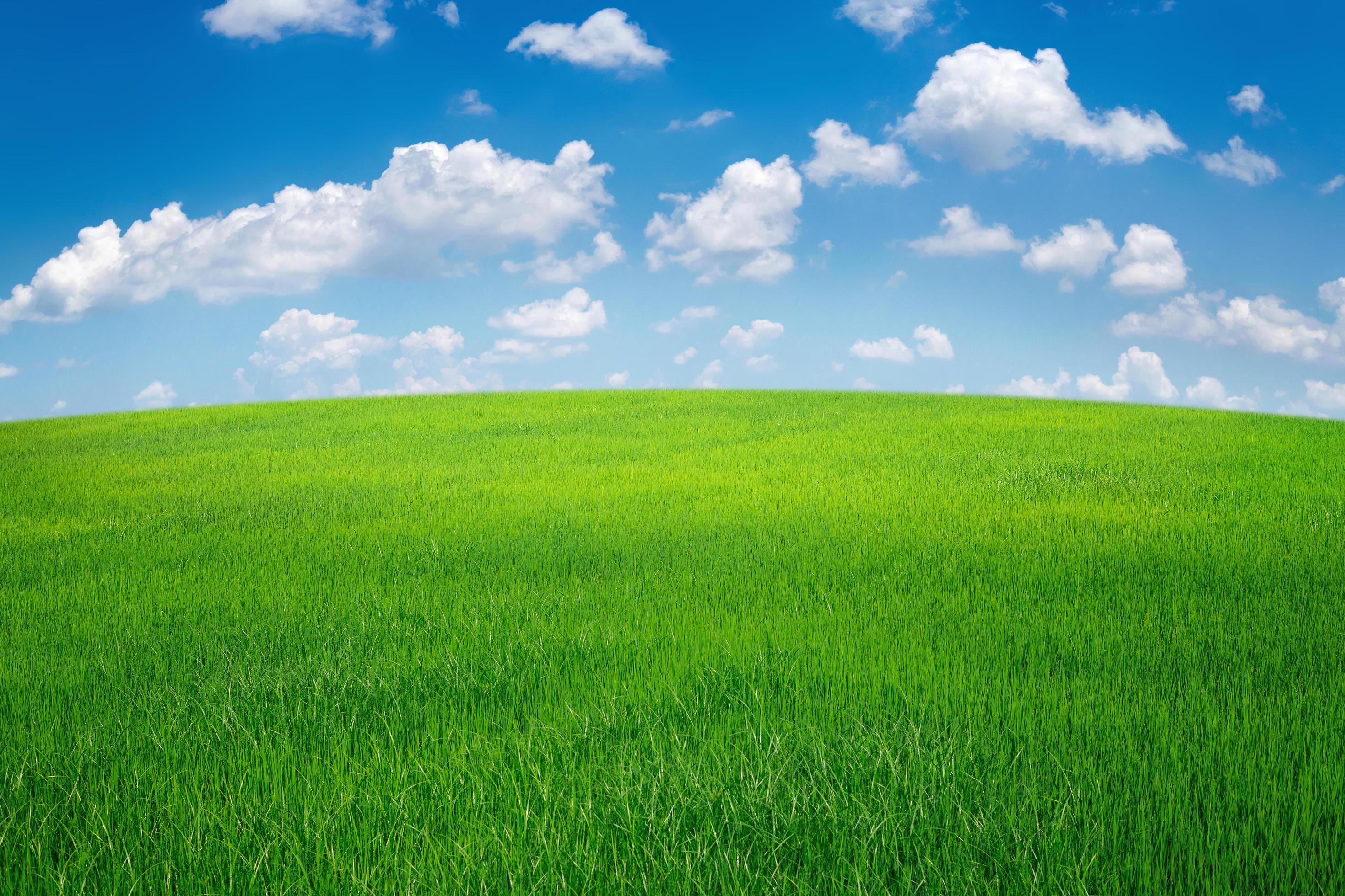 Green Grass Field With Blue Sky Ad White Cloud Nature Landscape