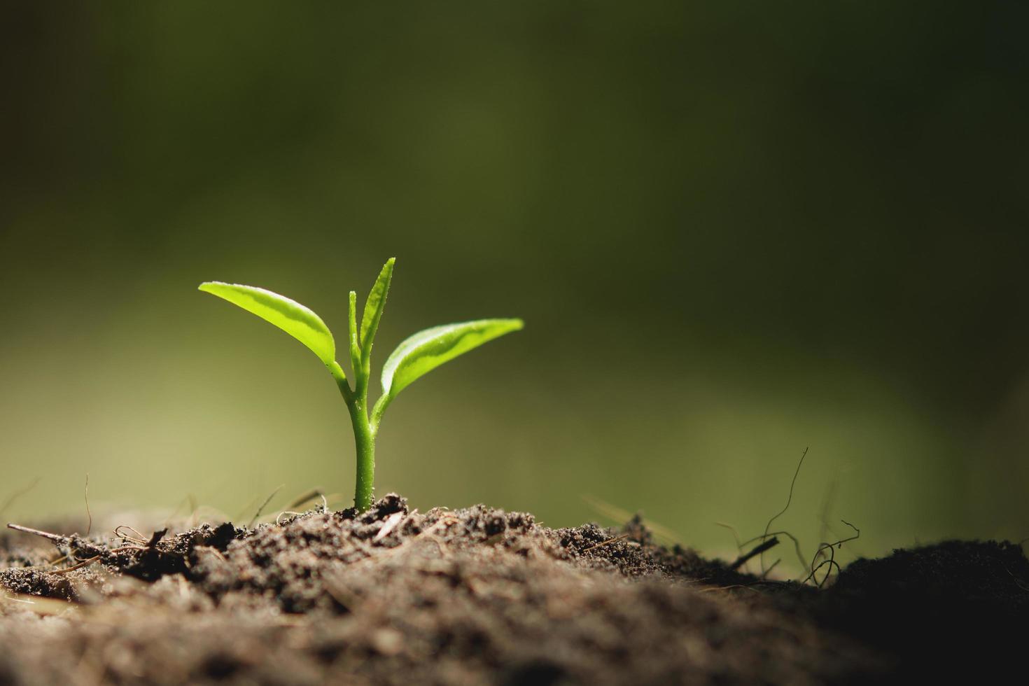 young plant growing with sunshine in nature photo