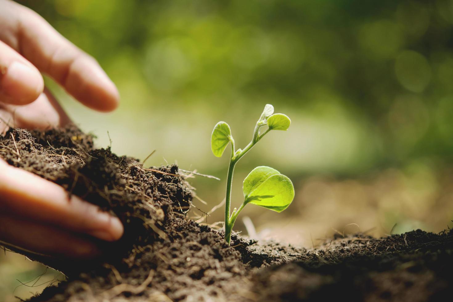 hand planting in garden. earth day concept photo