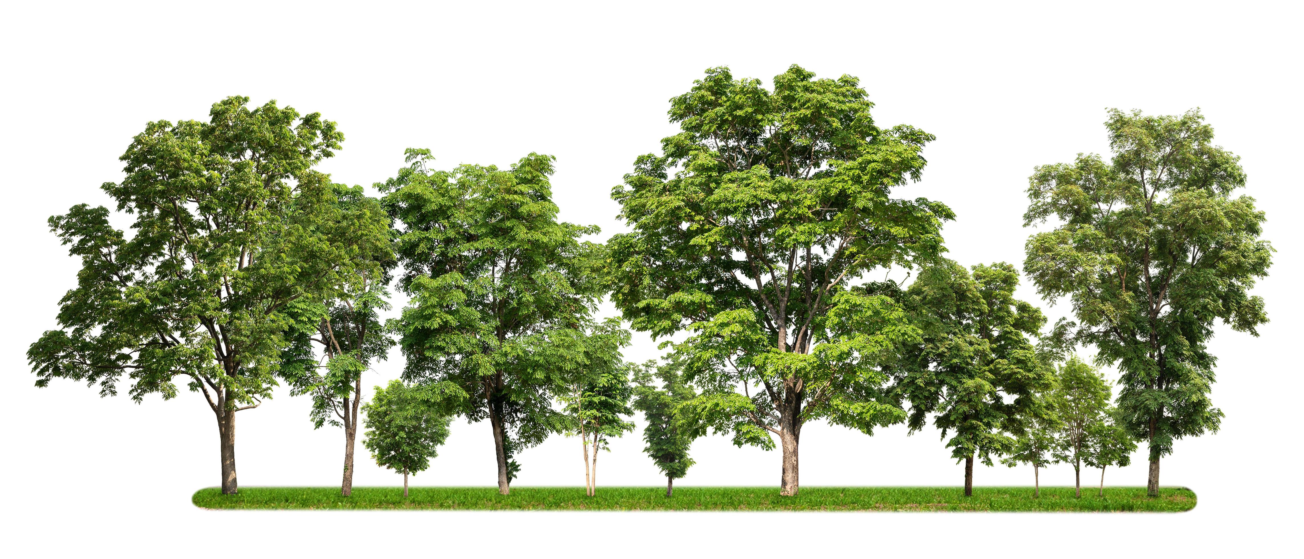 group of tree with green grass isolate on white background 7449256