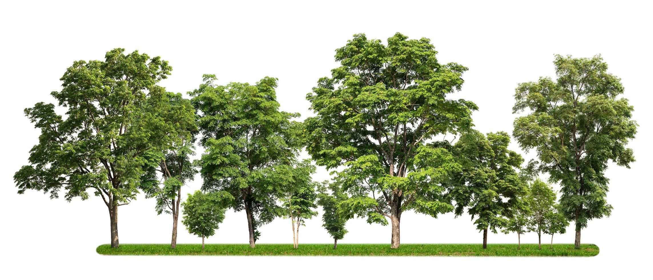 grupo de árboles con hierba verde aislar sobre fondo blanco foto