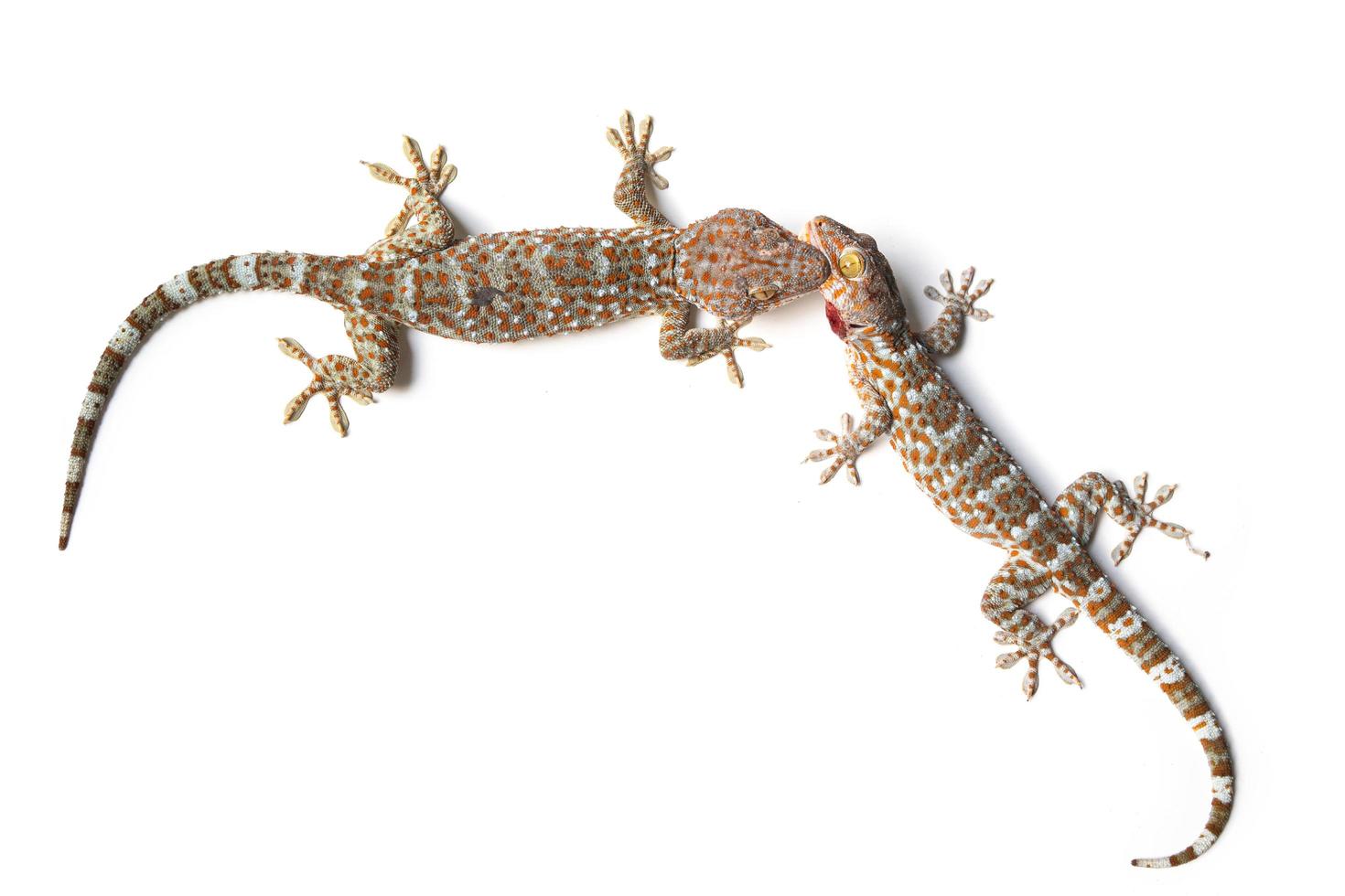 Gecko isolate on white background photo