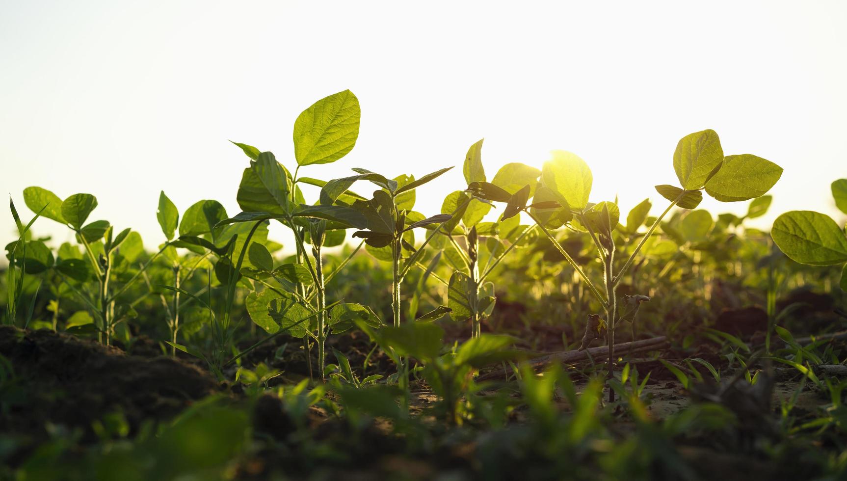 plantación de soja agrícola en el campo con fondo de puesta de sol foto