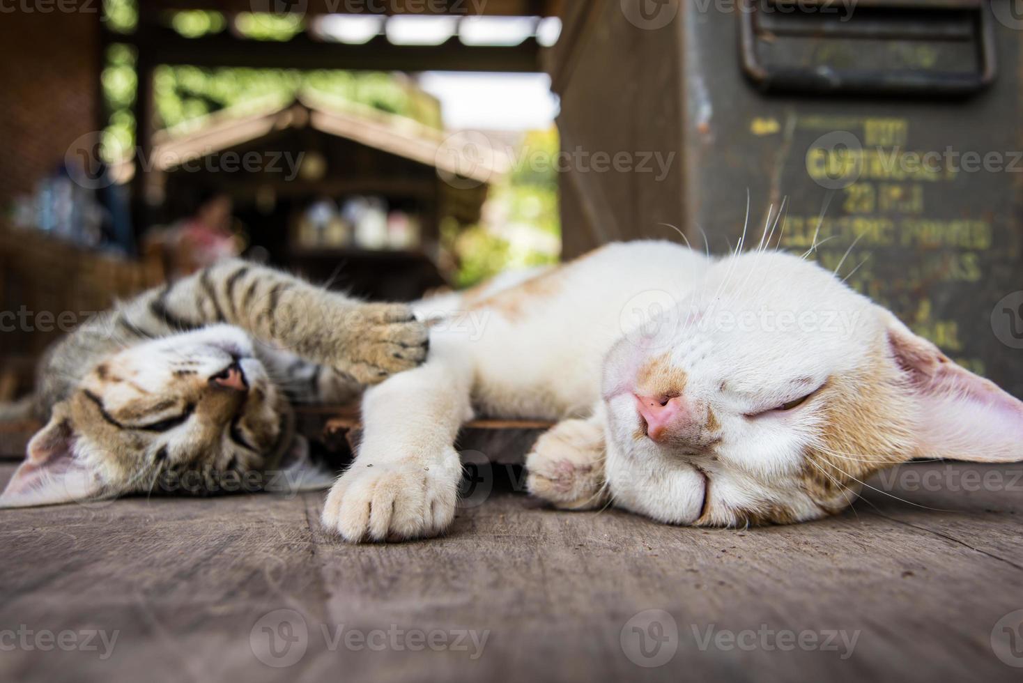 two Cat sleeping on the wood ground photo