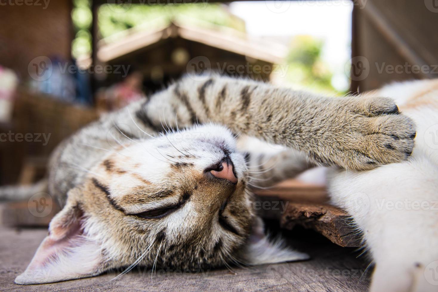 Cat sleeping on the wood ground photo