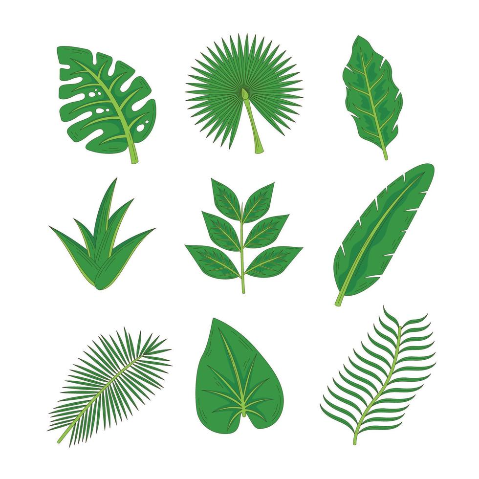 iconos de hojas tropicales vector