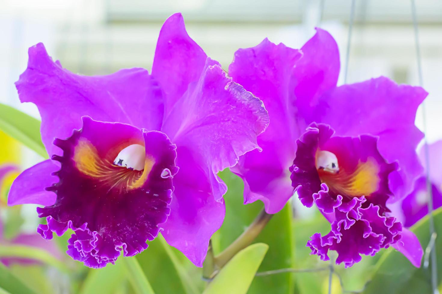 Cattleya is a genus of 113 species of orchids from Costa Rica and the Antilles south to Argentina. photo