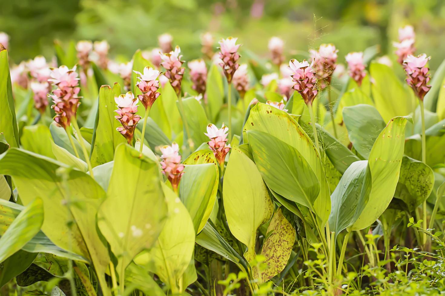 Siam Tulip, many colors. Bloom during the rainy season. photo