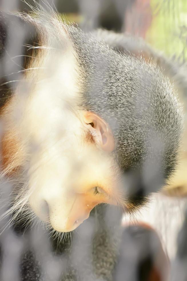 el douc langur tomar en un zoológico foto