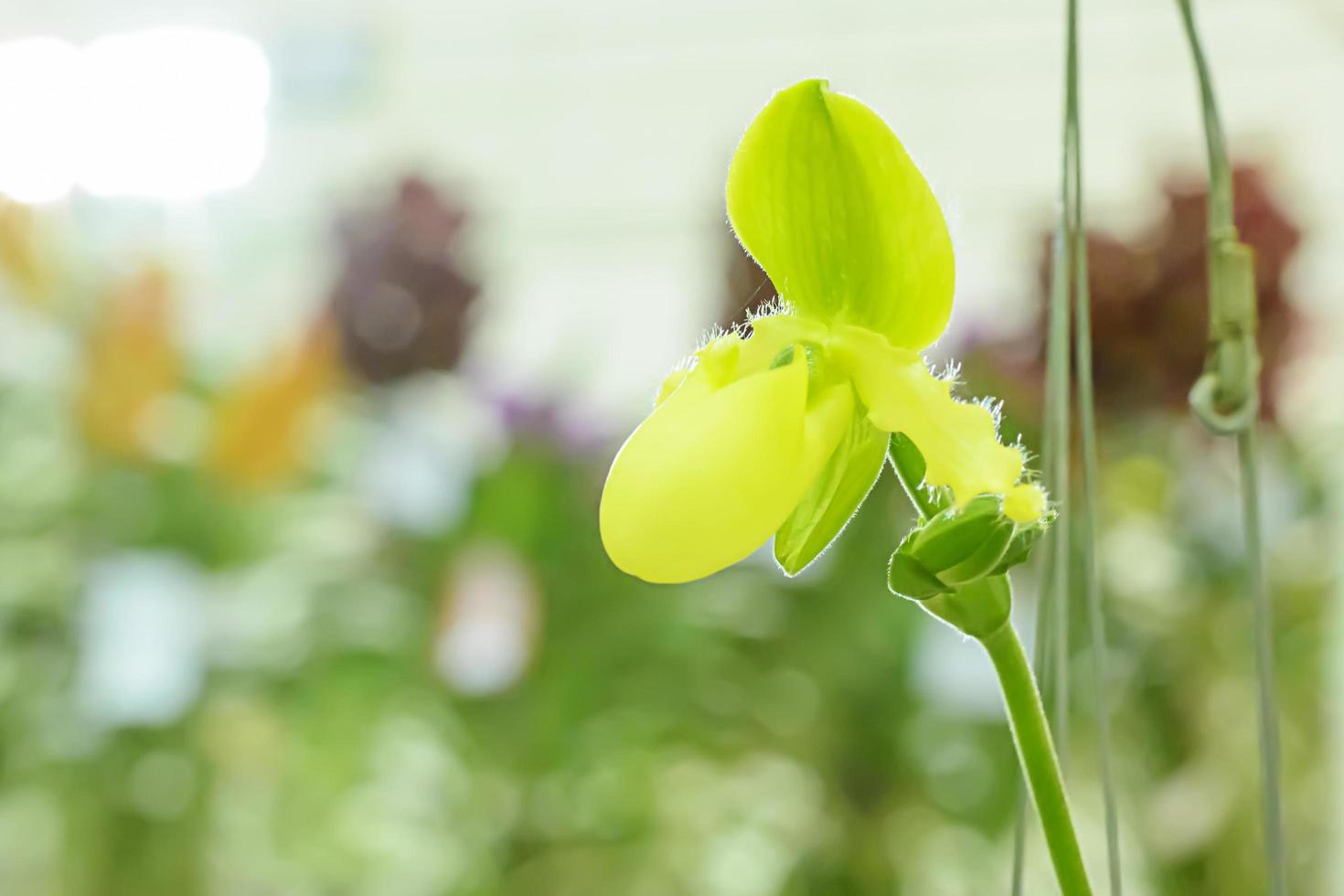 Paphiopedilum, often called the Venus slipper, is a genus of the Lady slipper orchid subfamily Cypripedioideae of the flowering plant family Orchidaceae. photo