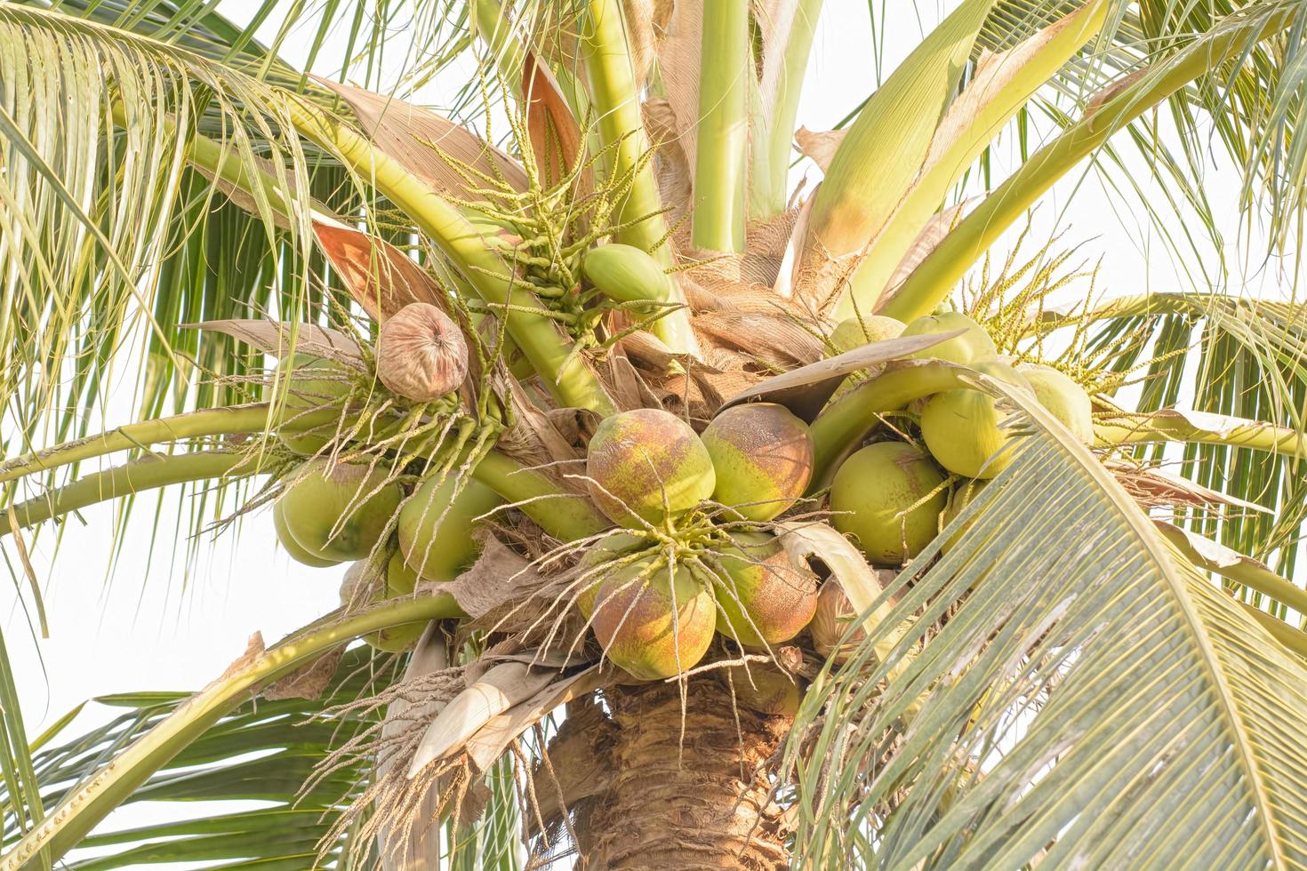 Coconuts on a tree photo