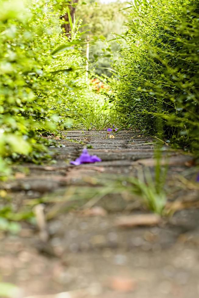 Walkway in nature photo