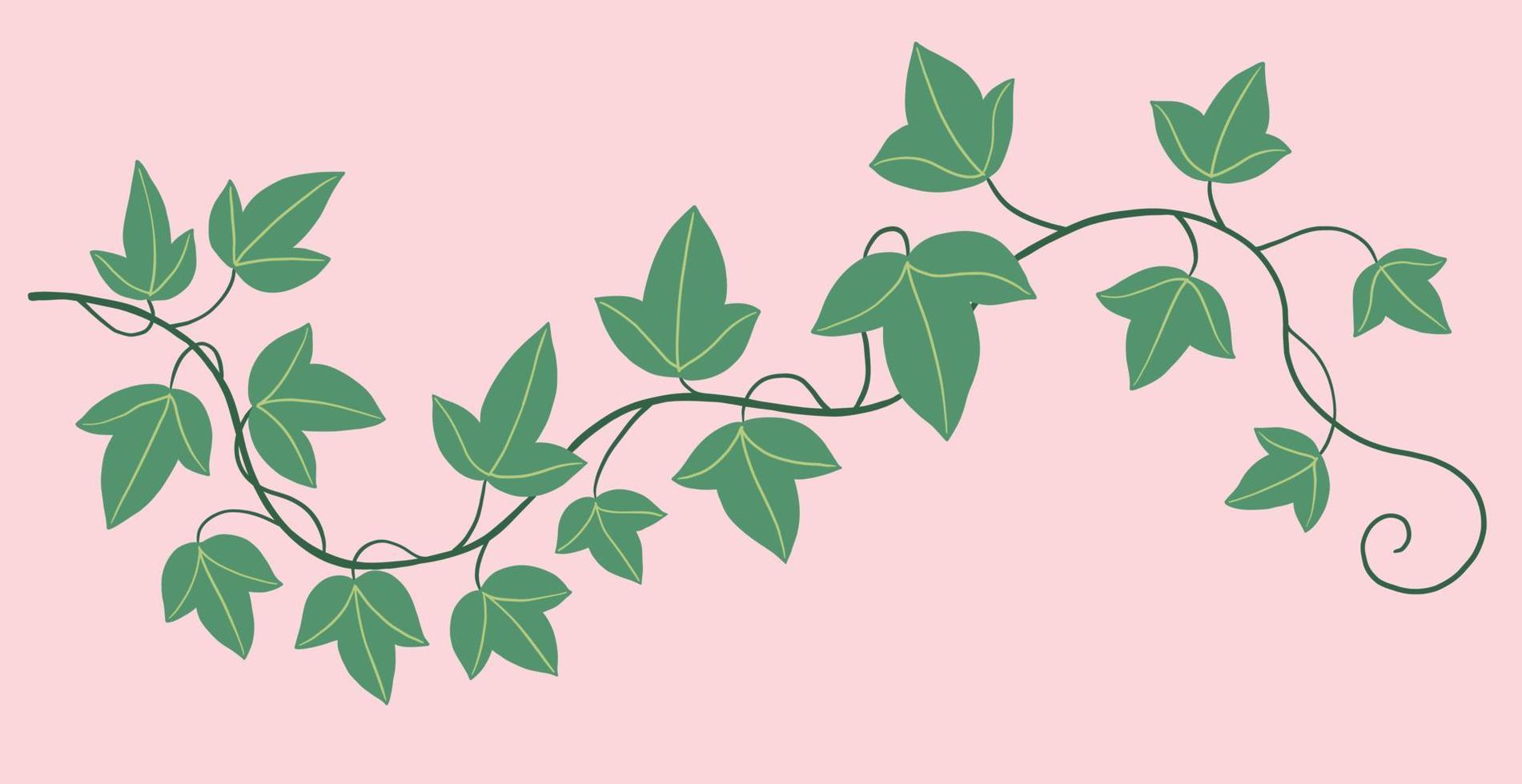 Ivy vines with green leaves floral Royalty Free Vector Image