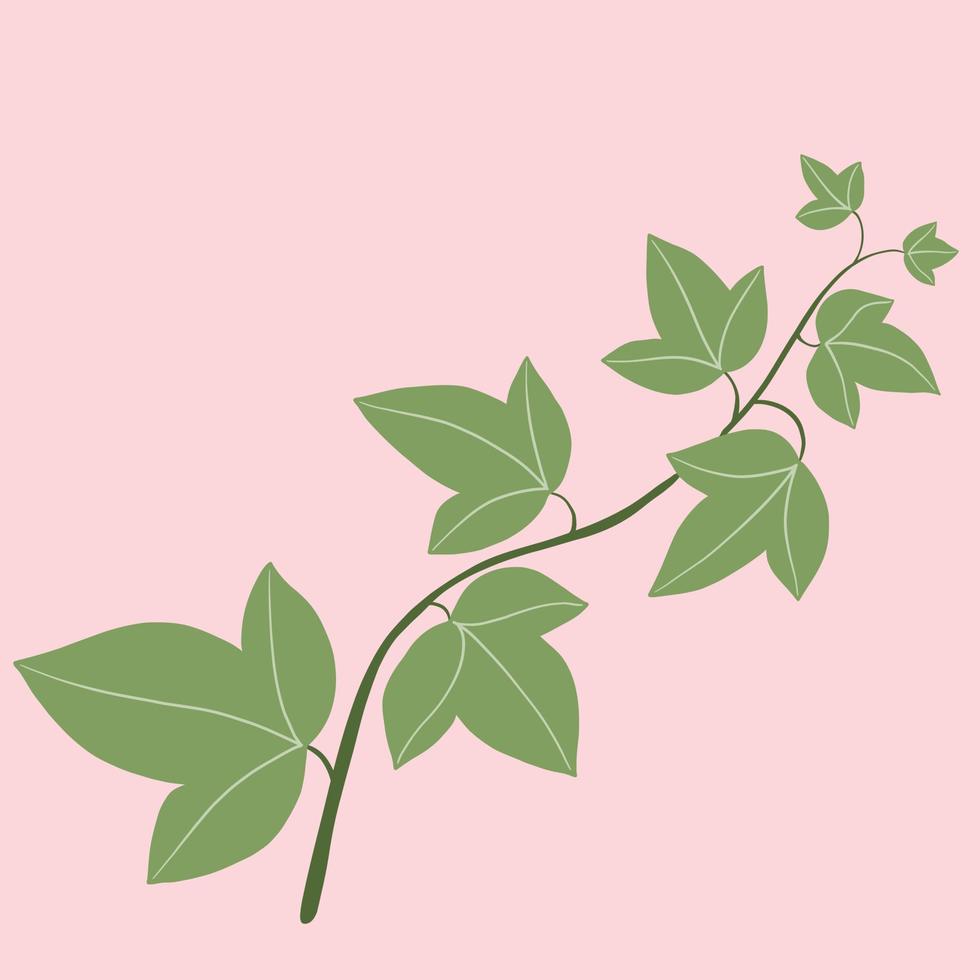 Simplicity ivy freehand drawing flat design. vector