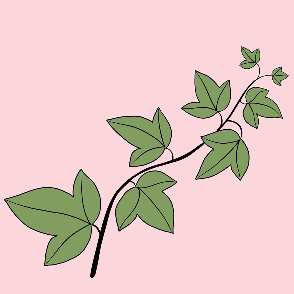 Simplicity ivy freehand drawing flat design. vector