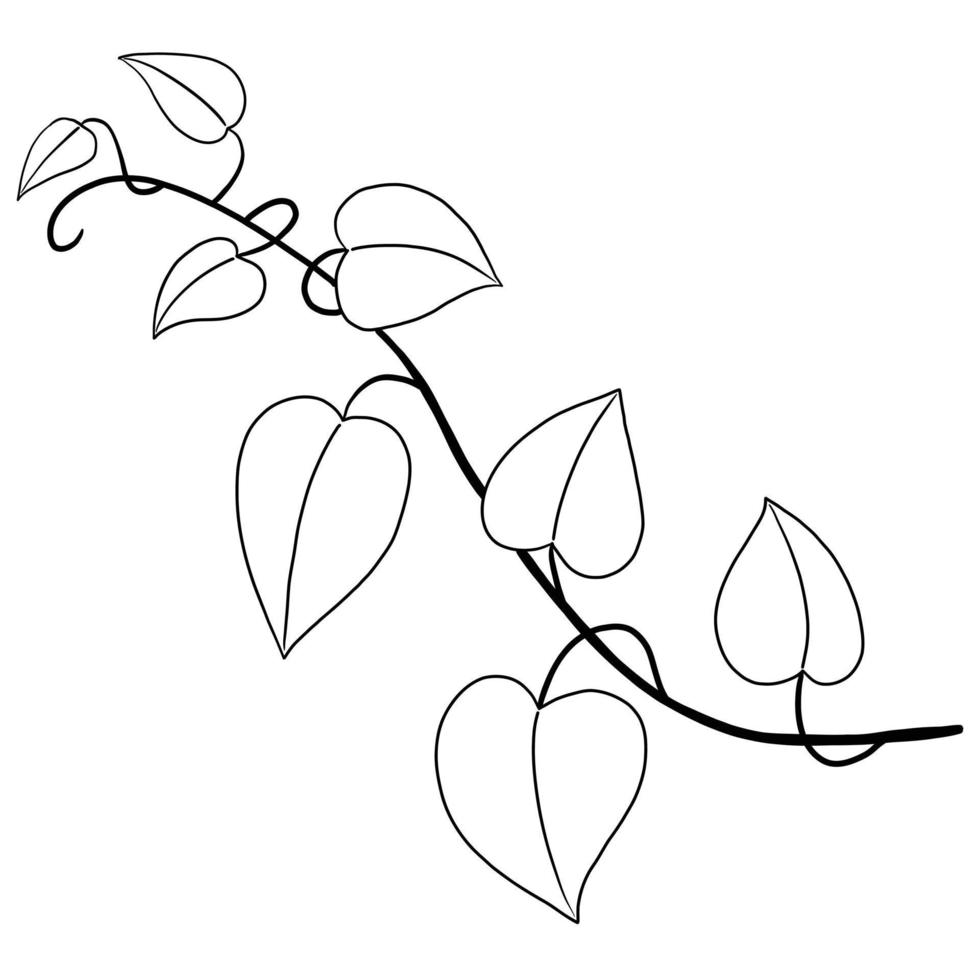Simplicity ivy freehand drawing flat design. vector
