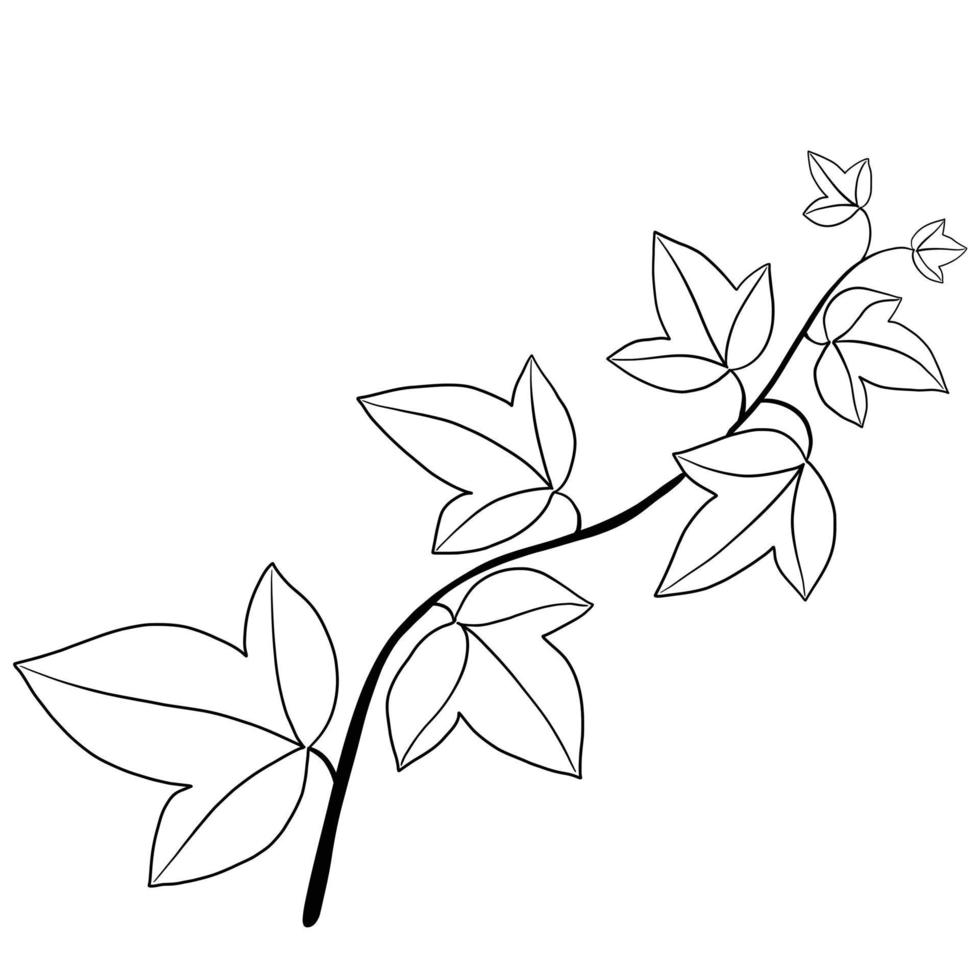 Simplicity ivy freehand drawing flat design. vector