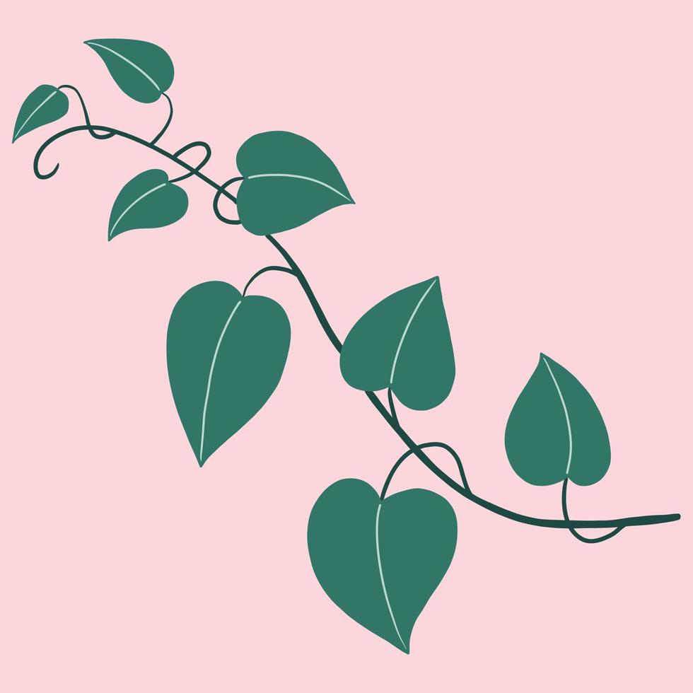 Simplicity ivy freehand drawing flat design. vector