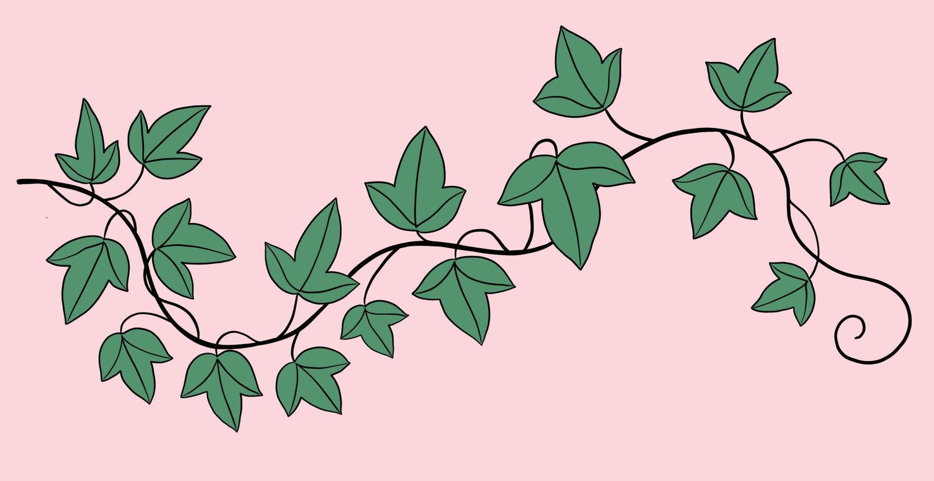 Simplicity ivy freehand drawing flat design. vector