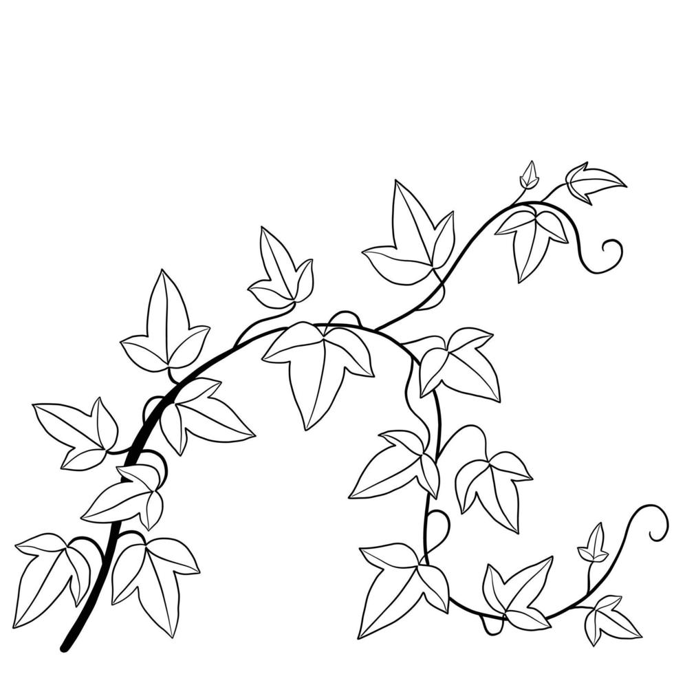 Simplicity ivy freehand drawing flat design. vector