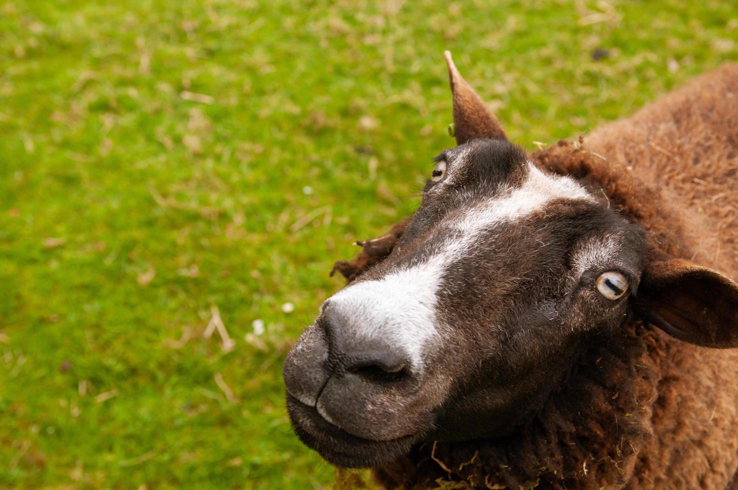 Close-Up Portrait sheep face, cute portrait of farm animal sheep photo