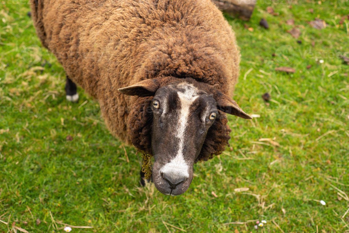 unshorn brown sheep against the background of bright juicy green grass photo