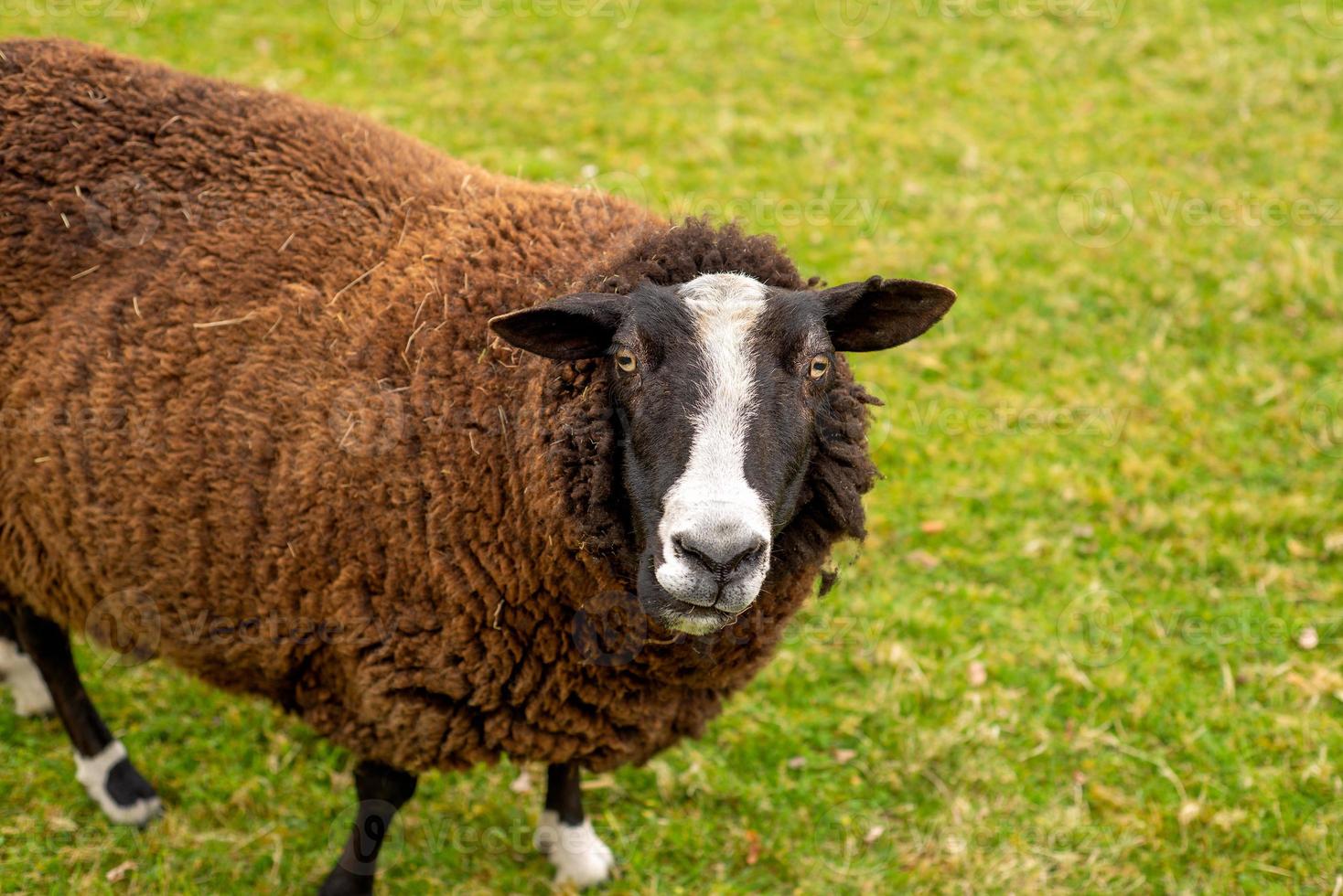 unshorn brown sheep against the background of bright juicy green grass photo