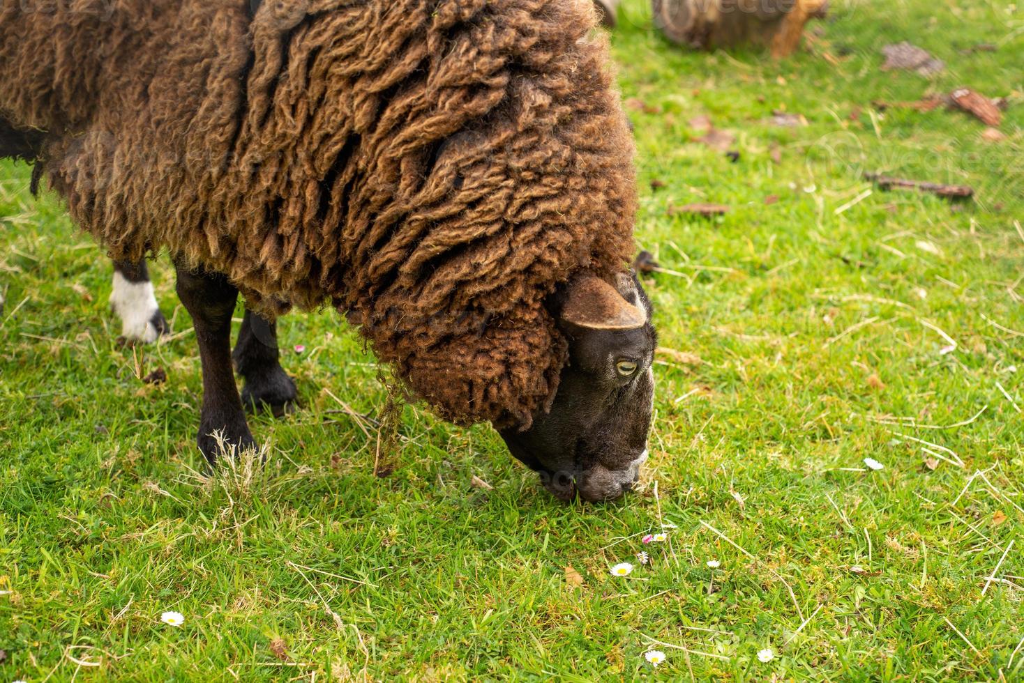 unshorn brown sheep against the background of bright juicy green grass photo