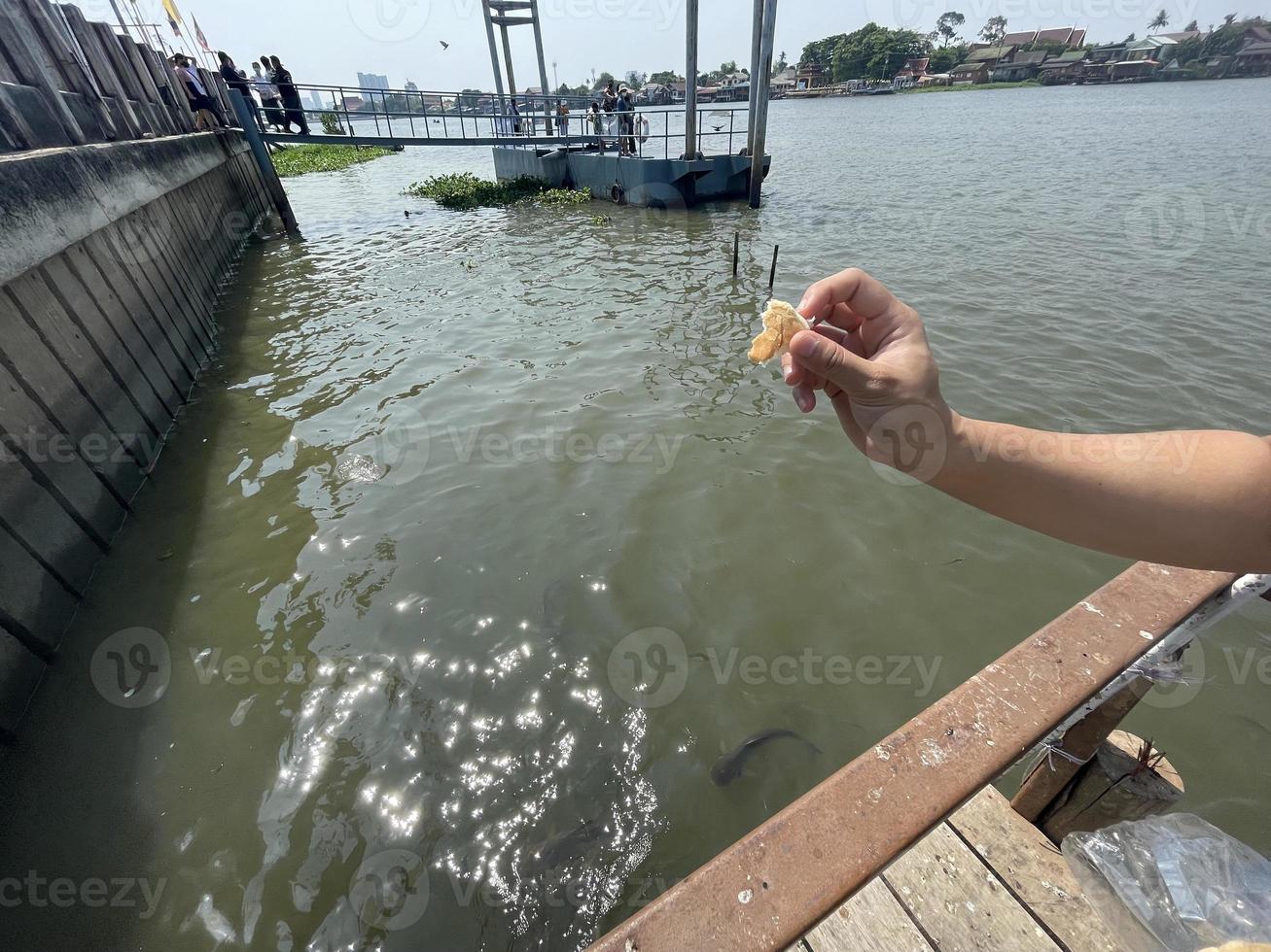 alimentando a los peces junto al río en tailandia, disfruté de mis vacaciones alimentando a los peces. foto