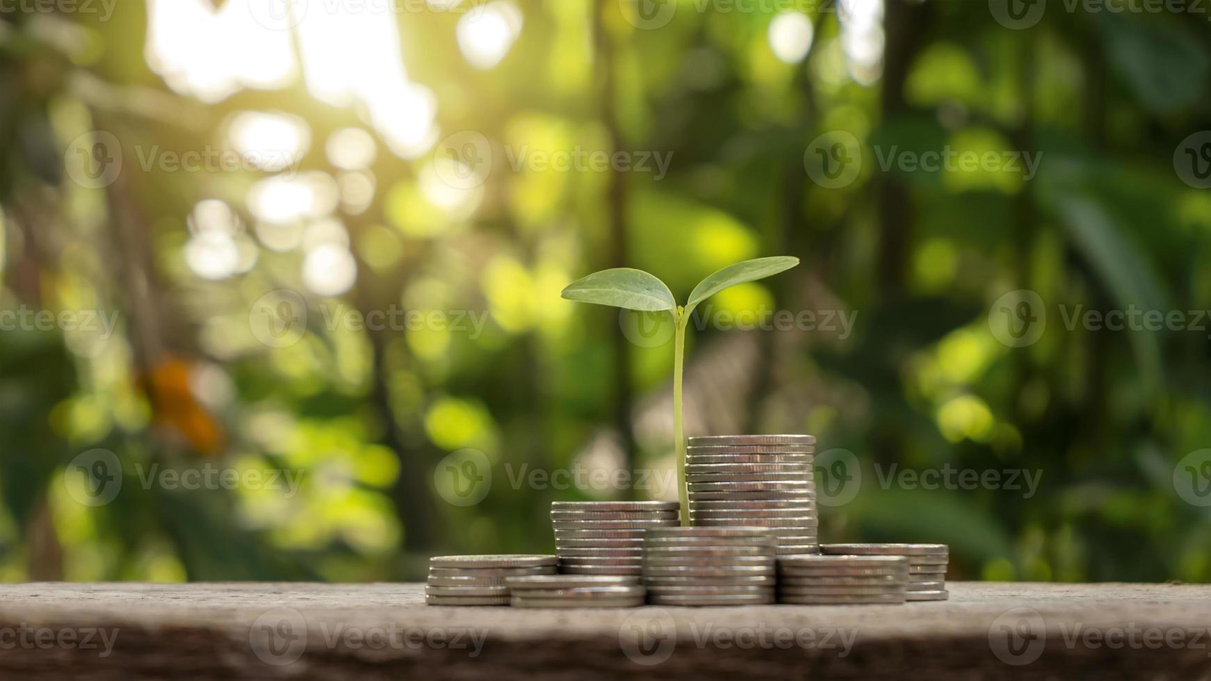 tree growing on pile of coins and green background financial concept financial business investment and economic growth photo