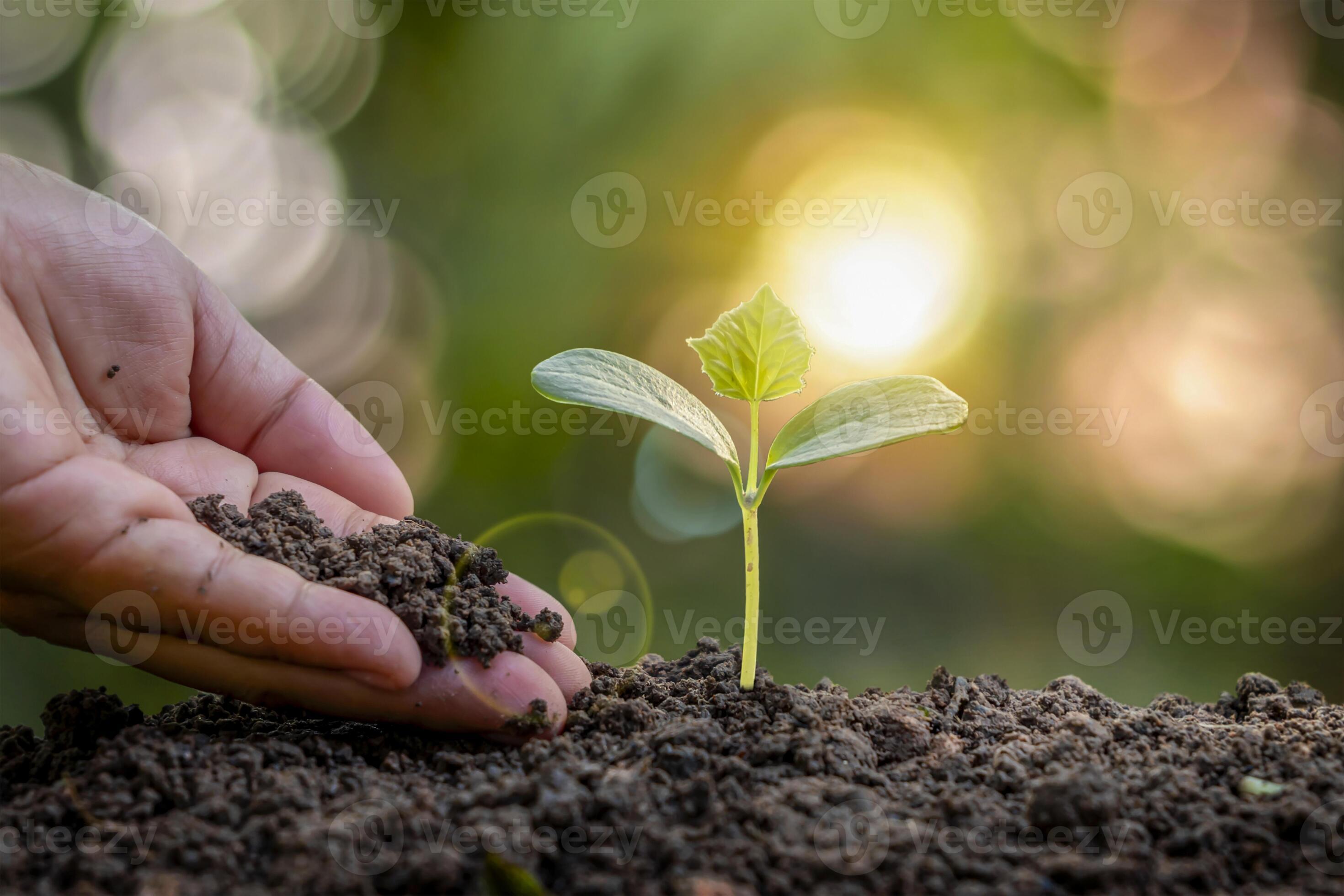 Taking Care Of Trees
