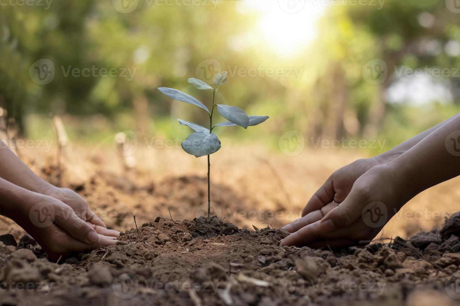 Children and adults work together to plant small trees in the garden, planting ideas to reduce air pollution or PM2.5 and reduce global warming. photo