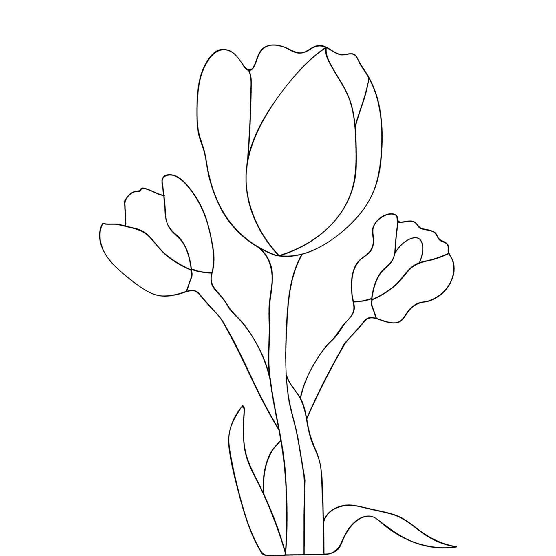 tulips pencil drawing